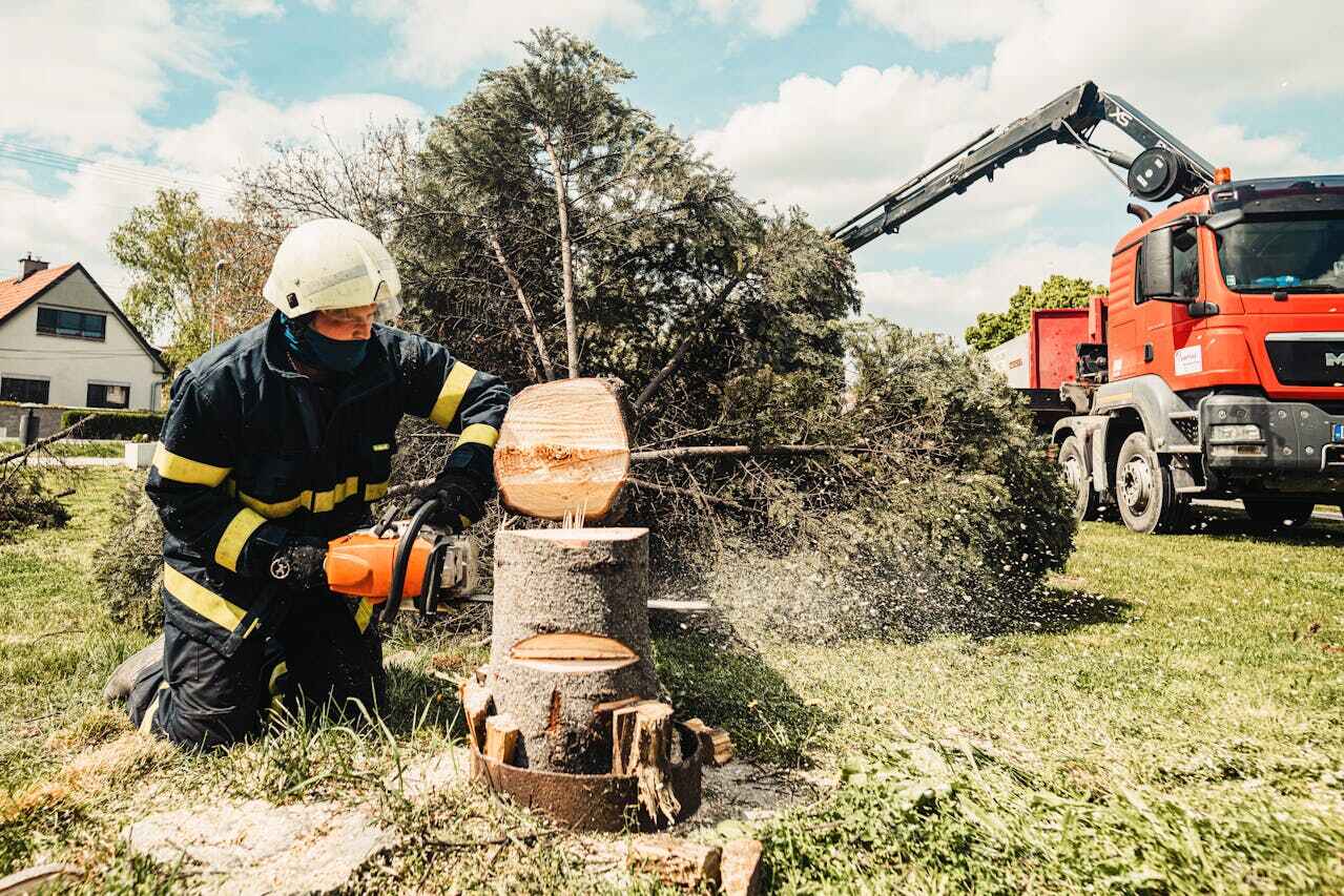 Tree Root Removal in Deale, MD